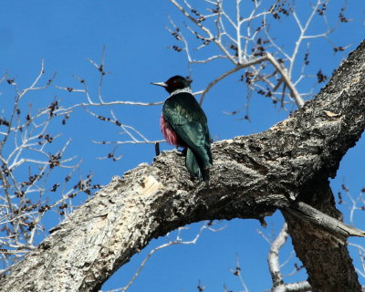 coloradobirds_2013