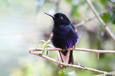 Velvet-purple Coronet