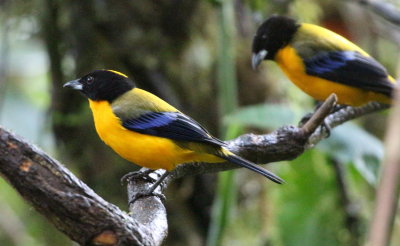 Black-chinned Mountain-Tanager 
