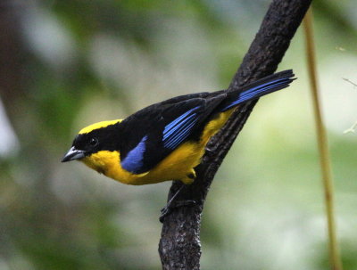 Blue-winged Mountain-Tanager