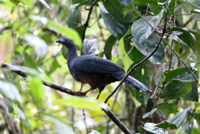 Sickle-winged Guan