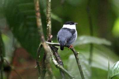 White-bearded Manakin