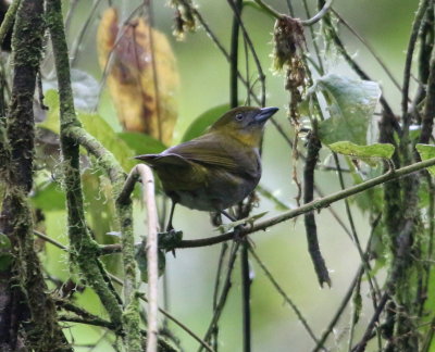 Yellow-throated Bush-Tanager