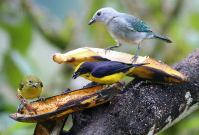 Thick-billed Euphonias and Blue-gray Tanager