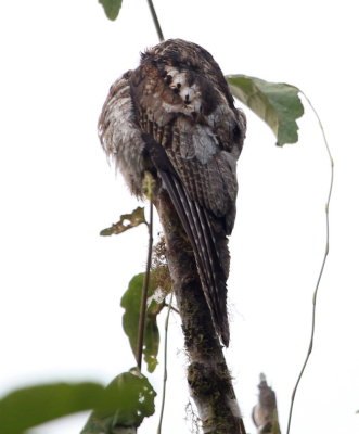 Common Potoo