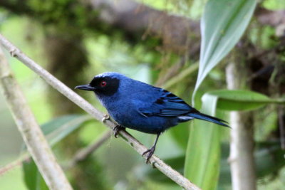 Masked Flowerpiercer