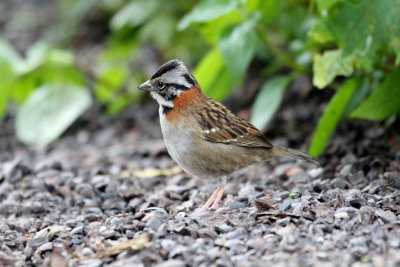 Rufous-collared Sparrow