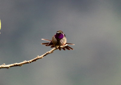Purple-throated Woodstar