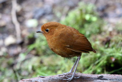 Rufous Antpitta