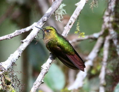 Tyrian Metaltail