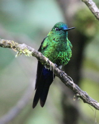 Sapphire-vented Puffleg