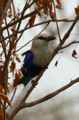 Blue-bellied Roller