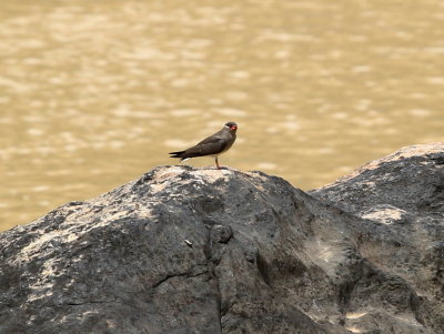 Rock Pratincole