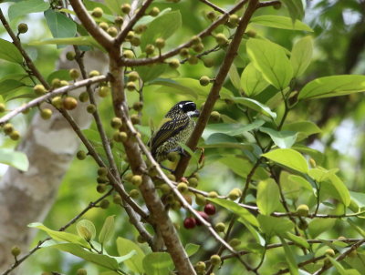 Hairy-breasted Barbet