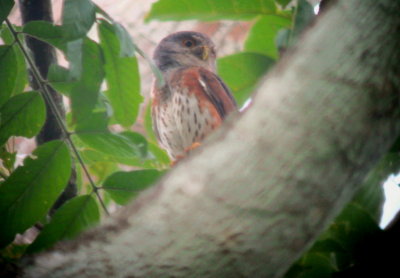 Rufous-chested Owlet