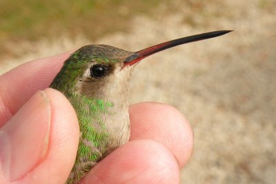 Adult Female Broad-billed hummingbird in Tallahassee, FL