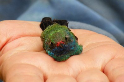 Adult Male Broad-billed hummingbird in Tallahassee, FL