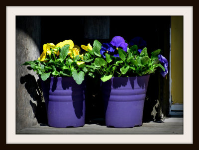 Two Purple Pots