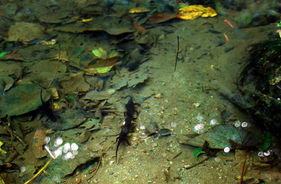 Nakijin Newts