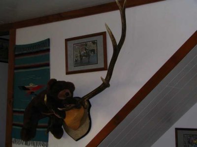 bear-in-antlers.jpg