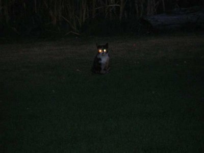 cat-sat-night.jpg