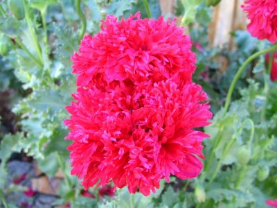 flowers.jpg