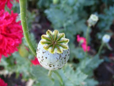 funky-plant.jpg