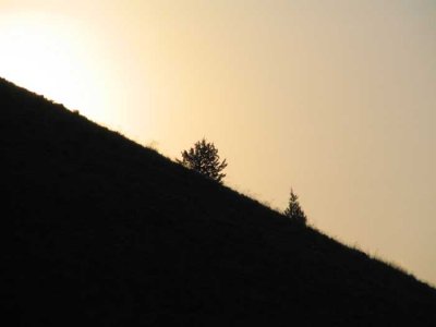 sat-sunrise-tree.jpg