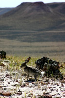 a29bunny1re.jpg
