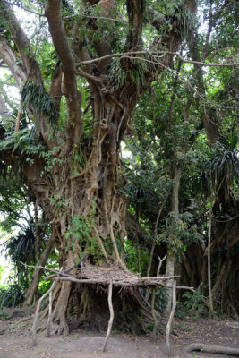 Shelter at the base of a banyan tree