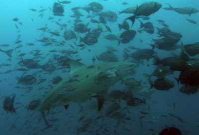 g2/93/329493/3/146986660.OWG9j5Uk.jpg