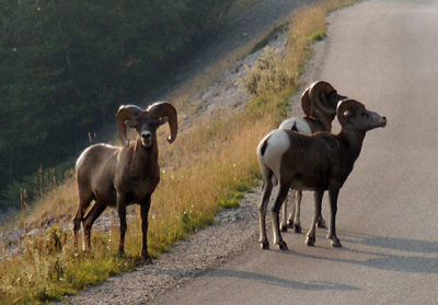 Bighorn Sheep, Jasper National Park