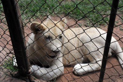 Leo, the new white lion cub