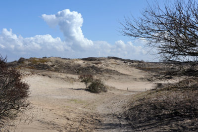 Dunes - Hollands Duin Boswachterij Noordwijk