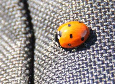 Ladybug- Lieveheersbeestje, Hollands Duin Boswachterij Noordwijk