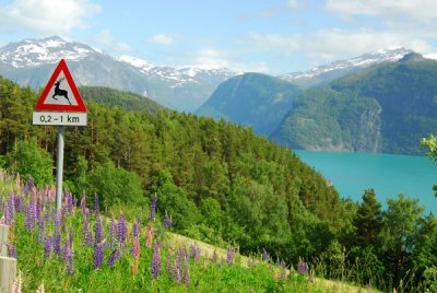 Deer crossing, Norddalsfjorden