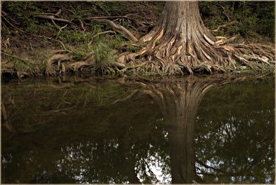 The tree