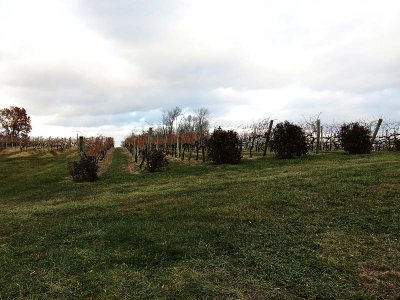 Cabernet Franc Vines