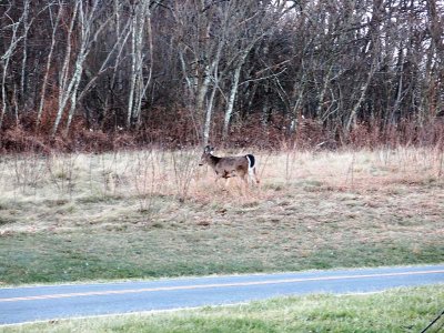 Whitetail Deer