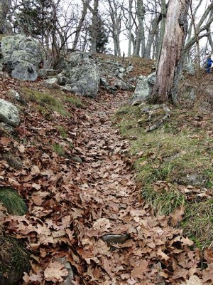 Autumn Hazard
