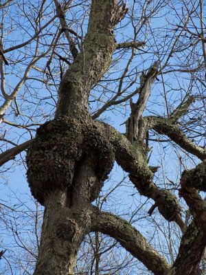 Contorted Tree