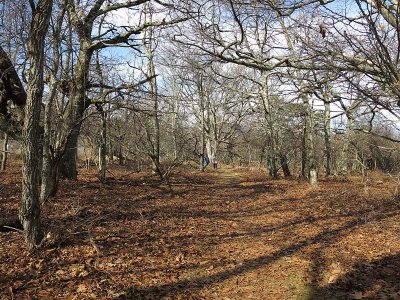 Open Forest