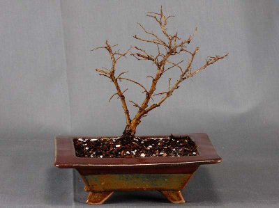 Ulmus parvifolia #076