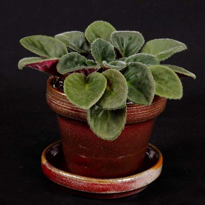 Another African Violet