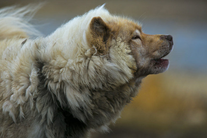 Eskimo husky 