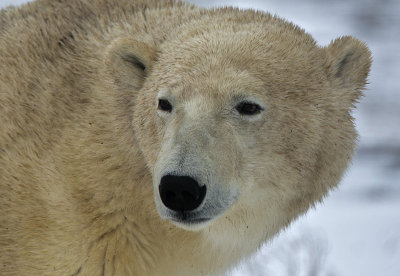Polar Bears Churchill Monitoba 