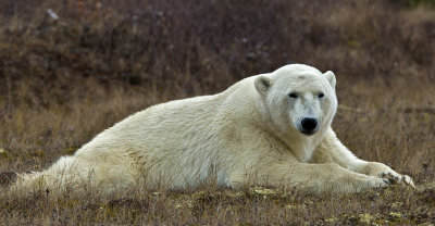 Polar Bears Churchill Monitoba 