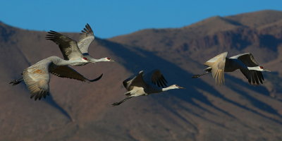 Bosque del Apache New Mexico 