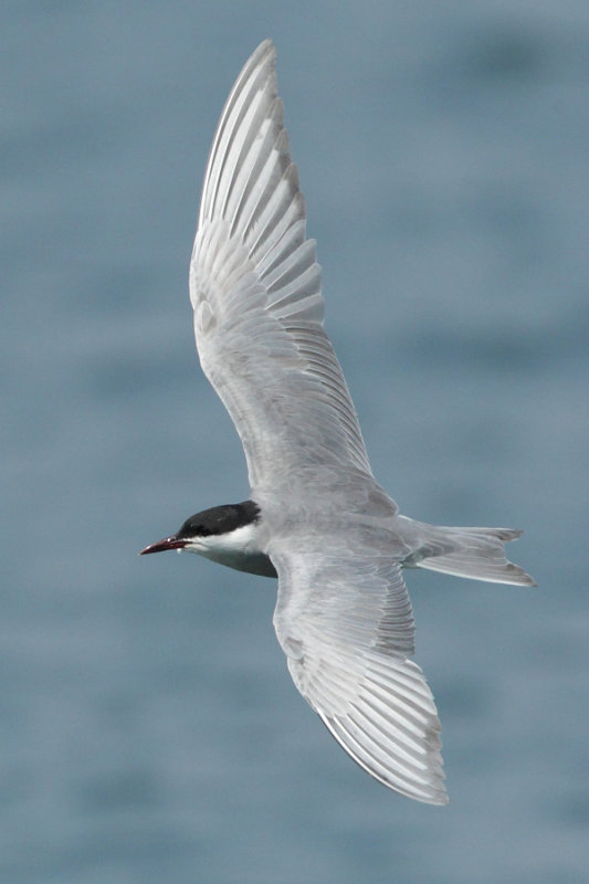 Whiskered Tern