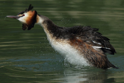 Great Crested Grebe